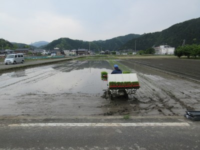 田植え②